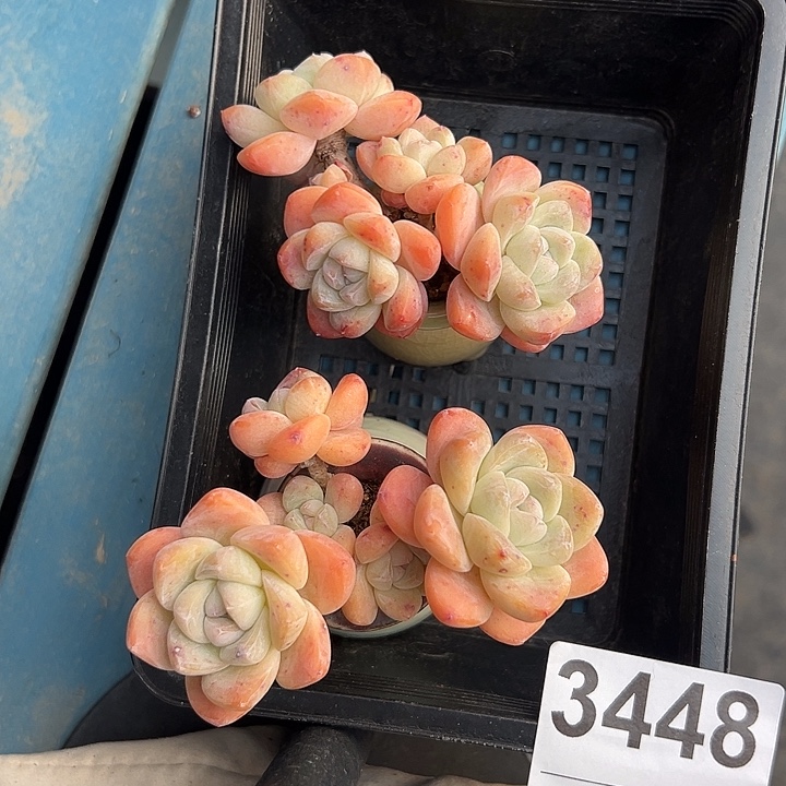 花****3448，俩个四头冰玉带盆发的