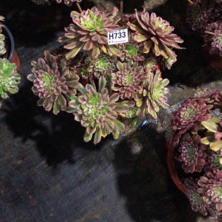 粉黛多肉733000000000