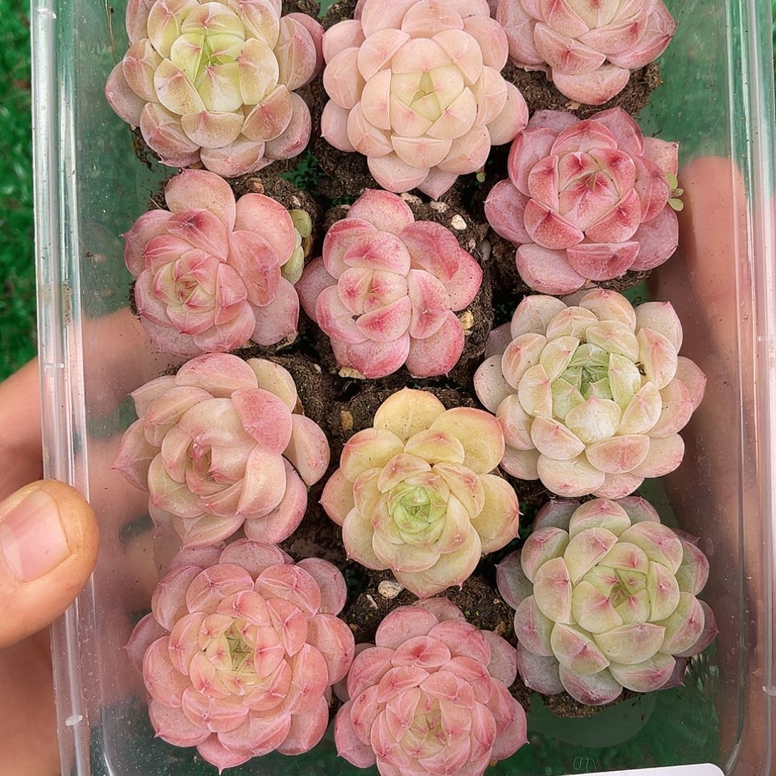 多肉一物一拍31-84