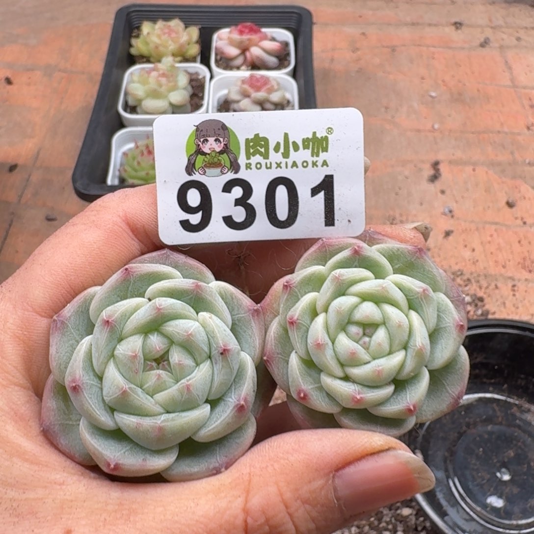 柒***默多肉植物多肉植物