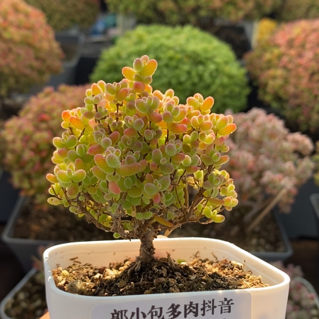 蜜橘糖球4167枝干番杏