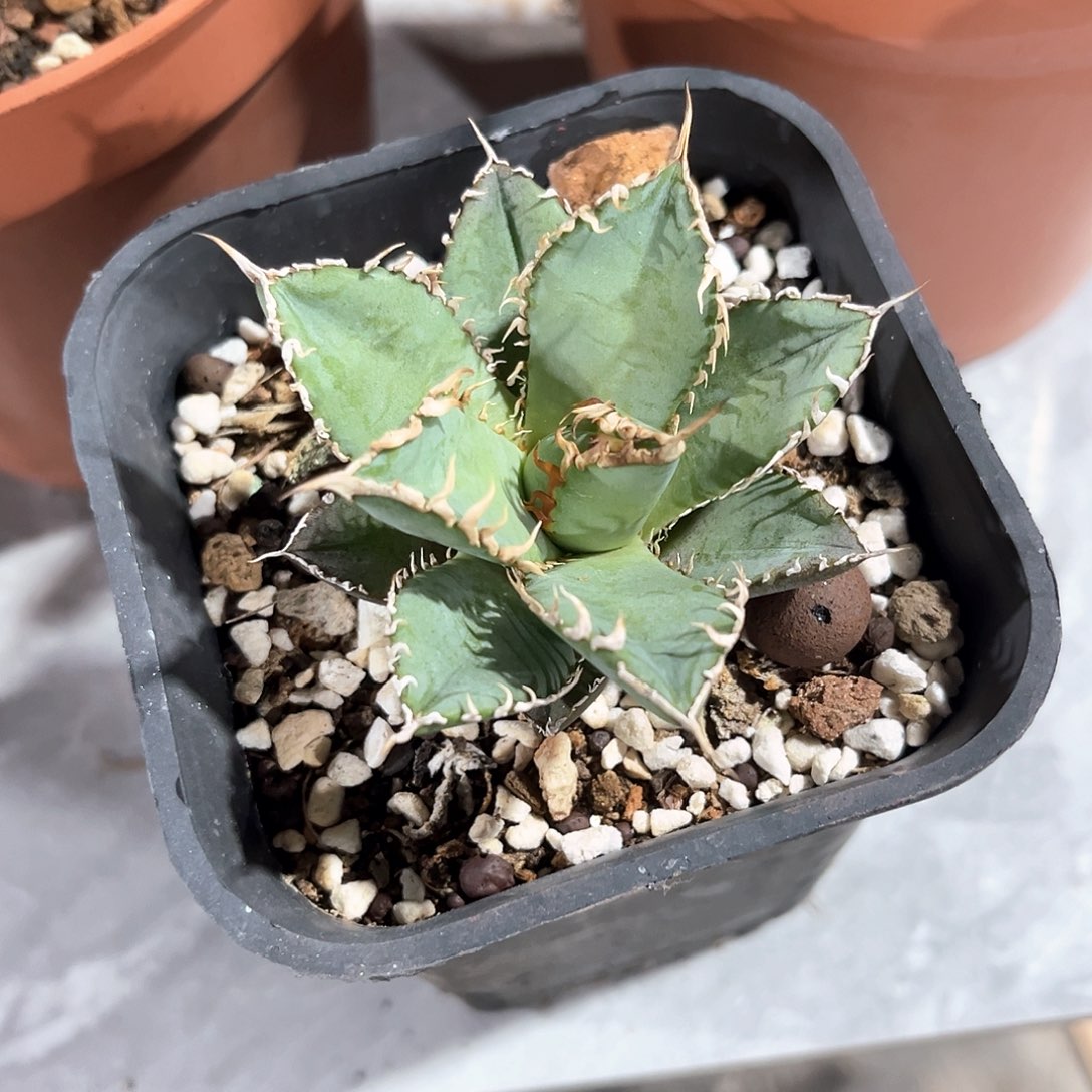 1****9蕾丝随单10米出