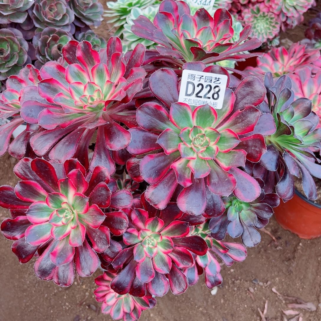 228丽娜雨子多肉植物