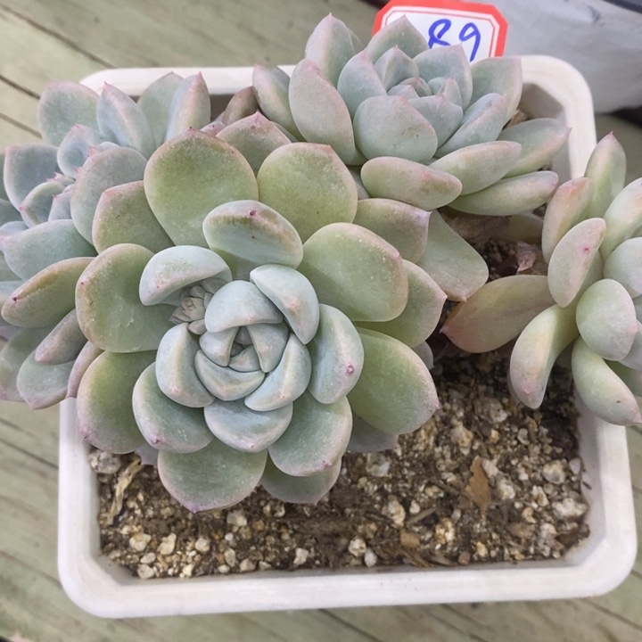 花*一物一拍厚梦多肉89