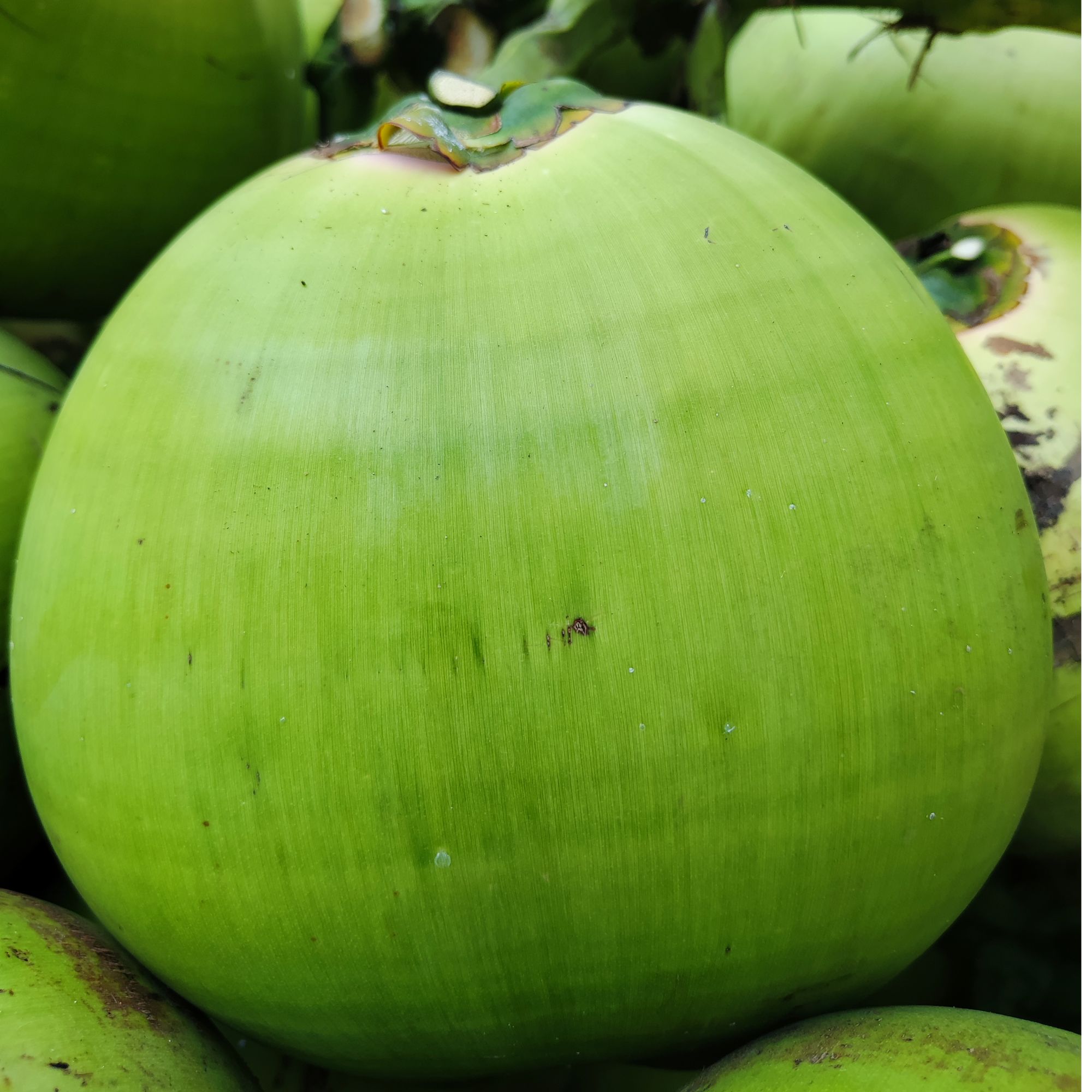 【精品超大果】海南带皮椰青  新鲜现摘  孕妇专属水果 零添加