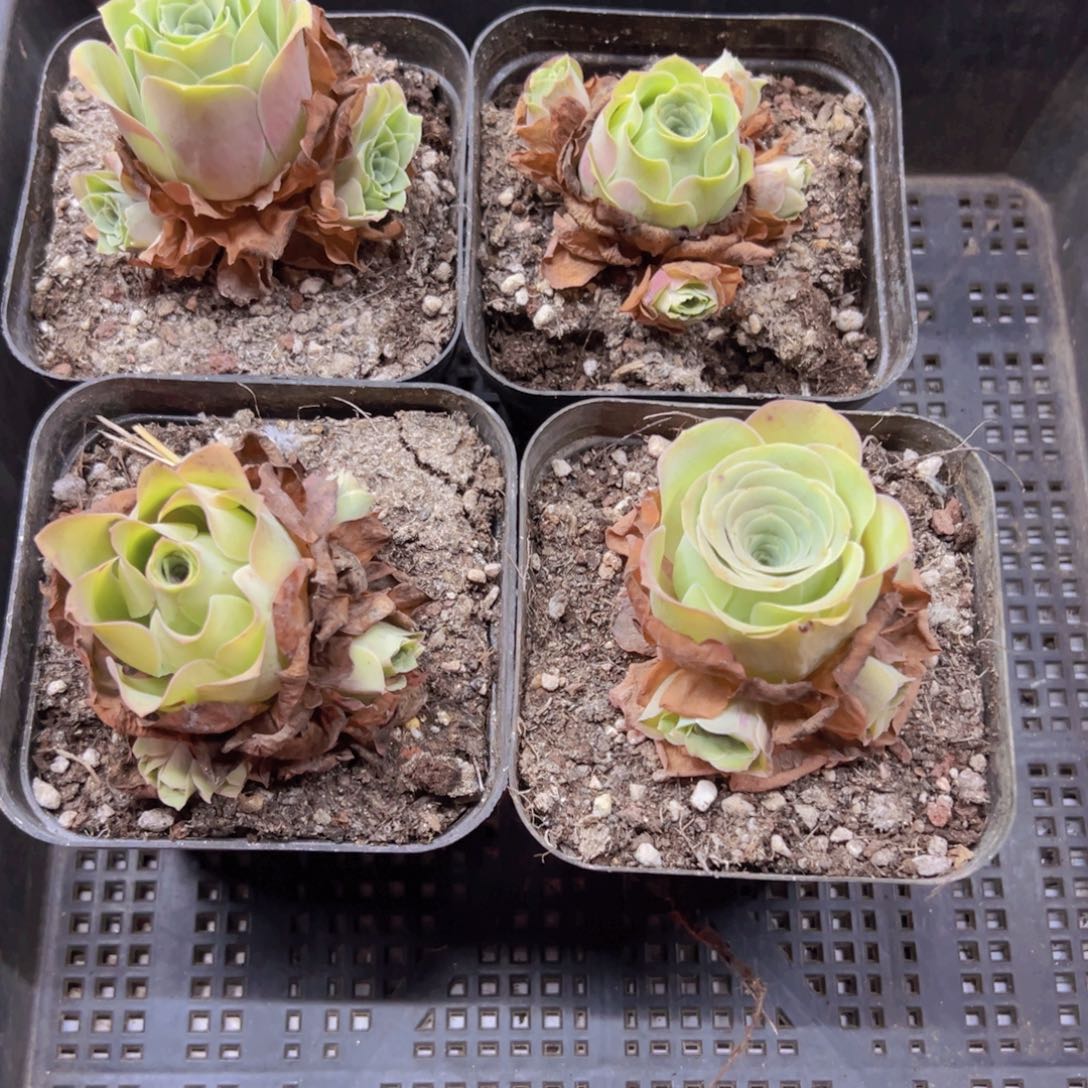 组合4颗多品种侧牙掉了不包损无售后