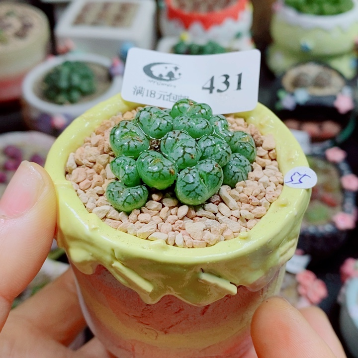 生石花花花花花431