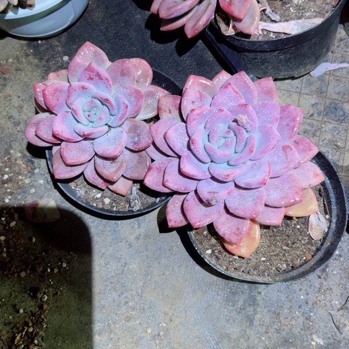 精品多肉植物老桩