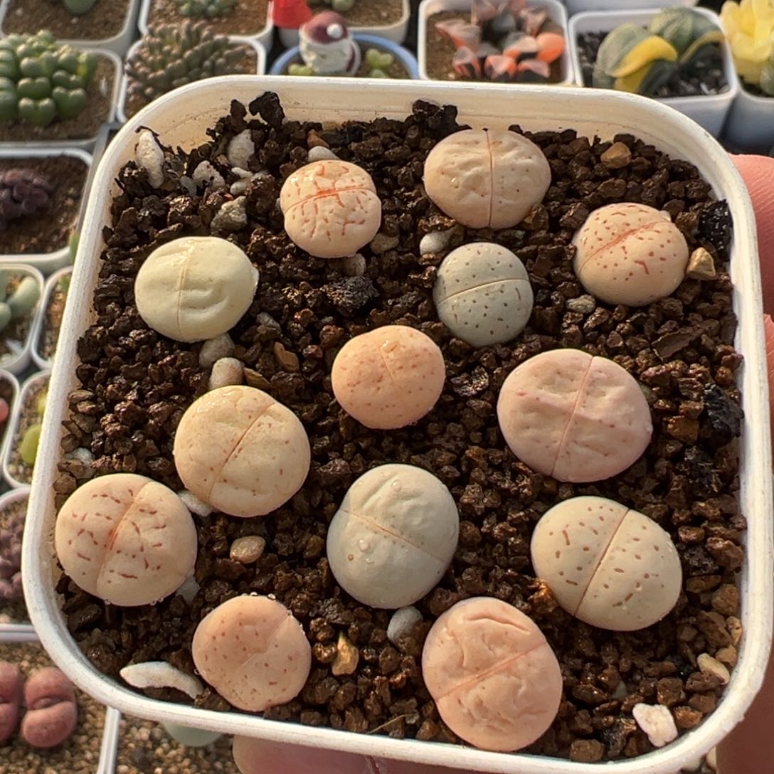 大白一组多肉植物百科2