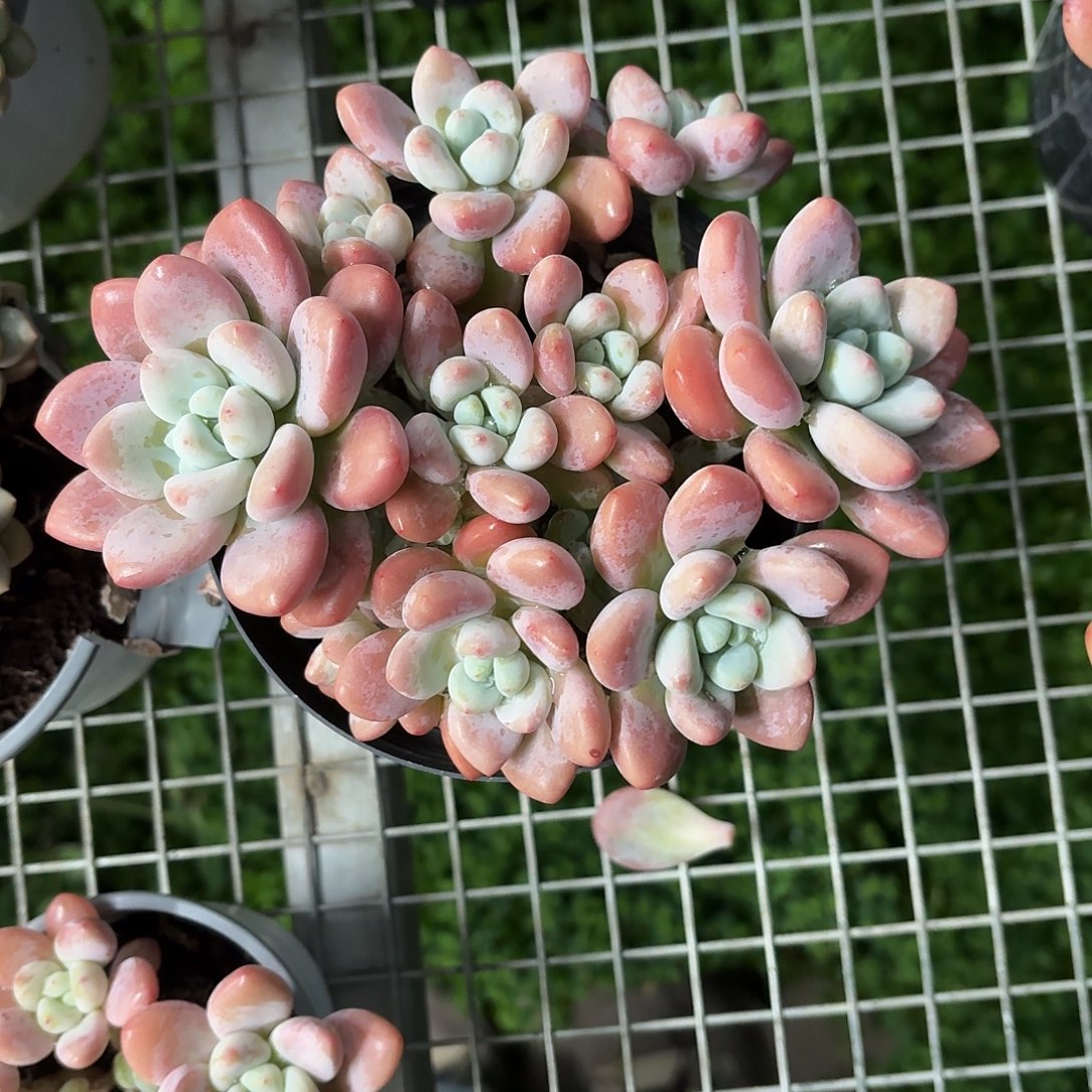 红洛神冠幅16-18㎝左右