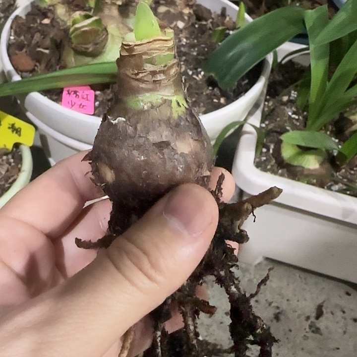 王子3.5cm，裸球发货