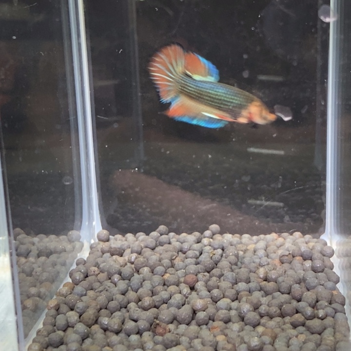 斗鱼泰国斗鱼237号