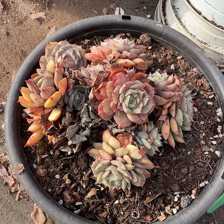 ᨳ***ᐝ玫瑰夫人多肉植物