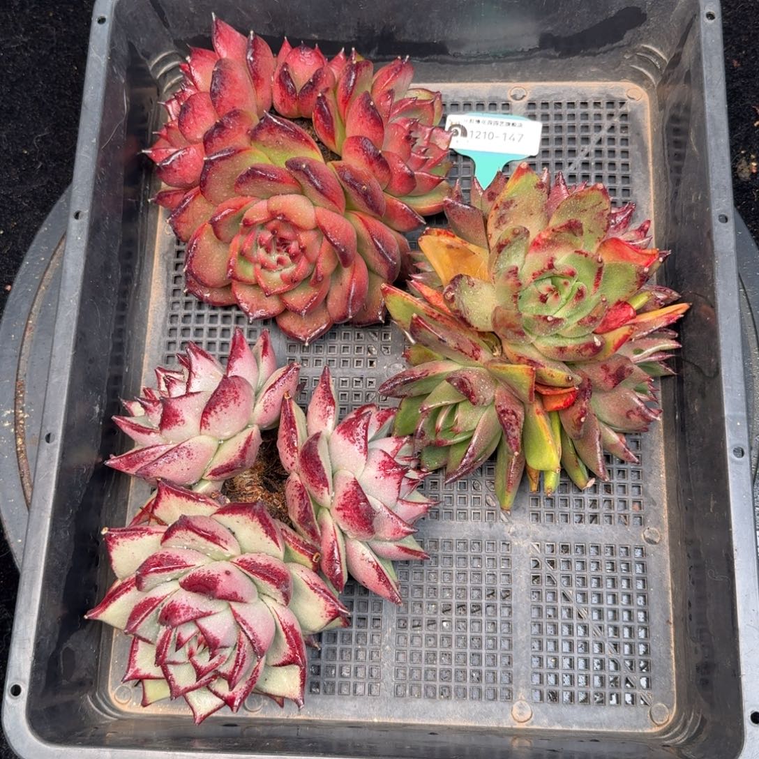 从前慢多肉精选编号1210.147