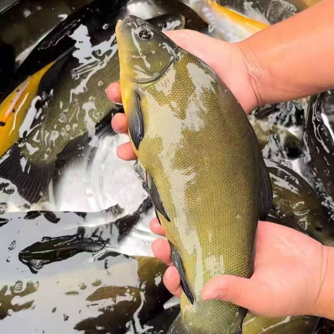 黄金桂鱼淡水黄花鱼冷水鱼丁桂鱼