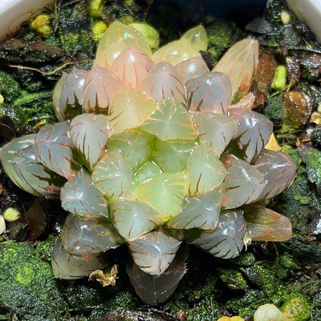 恭喜发财大吉大利581