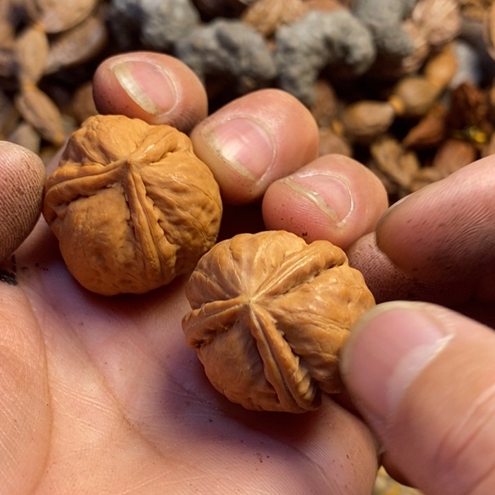 桃核吊坠东北特产15