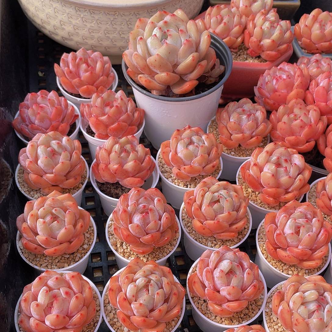 量拍66号 果冻韩版仙女橙单头5个