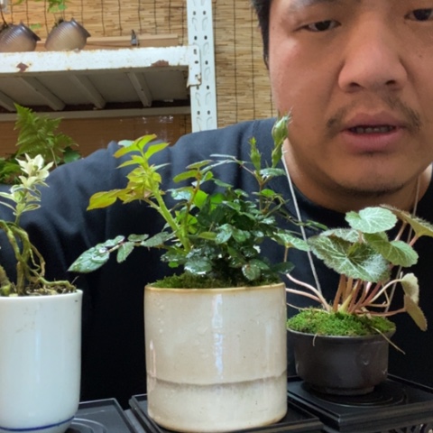 红陶一物一拍所见即所得10