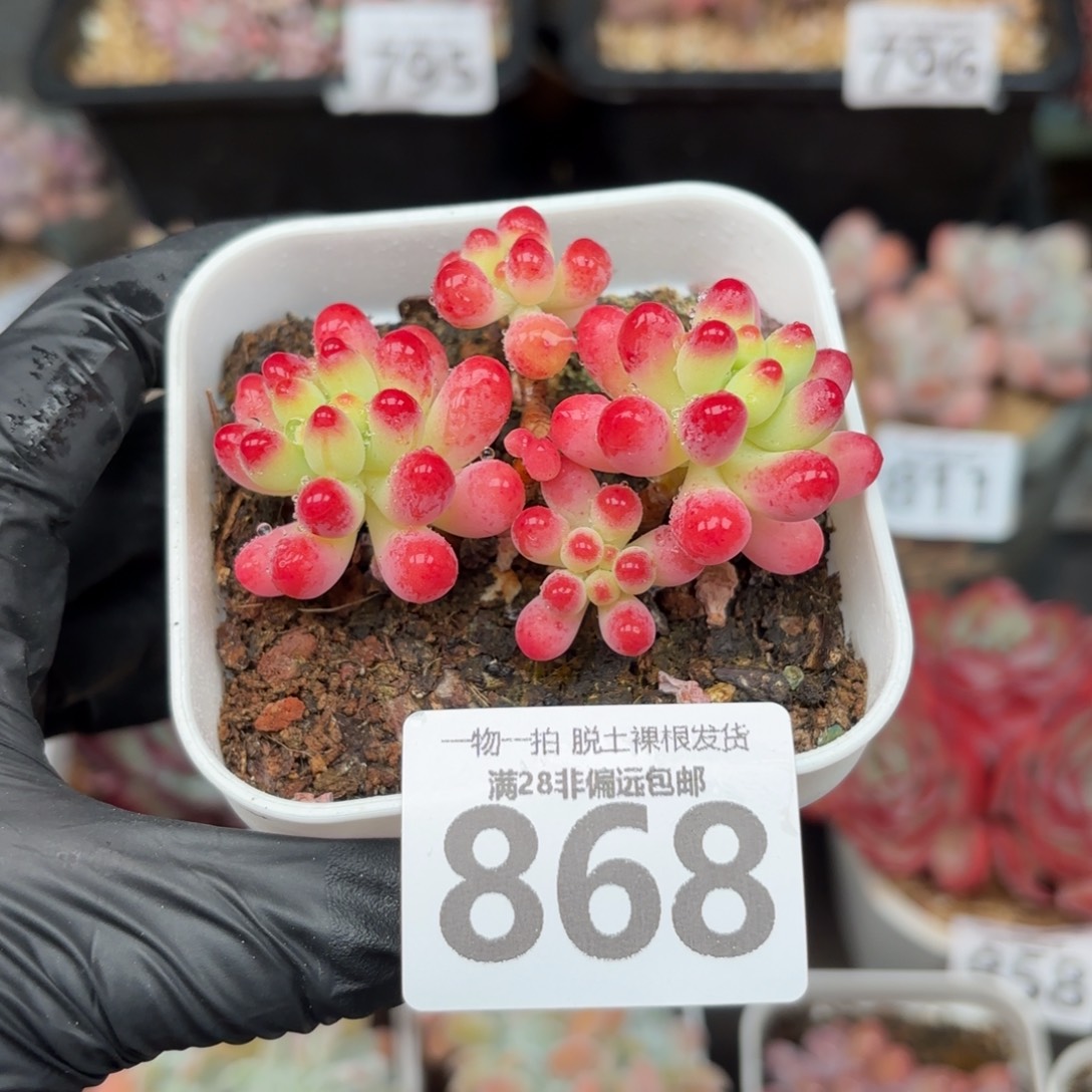 果冻乙女心有砍无盆土发货