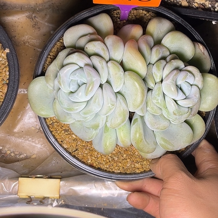 多肉植物玉麒麟348