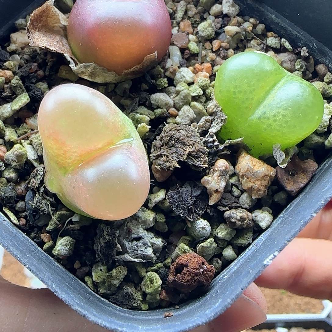 黑***）哈哈哈哈哈哈哈哈45499