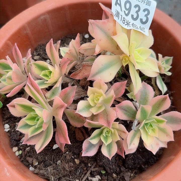 多肉法师枫叶多多