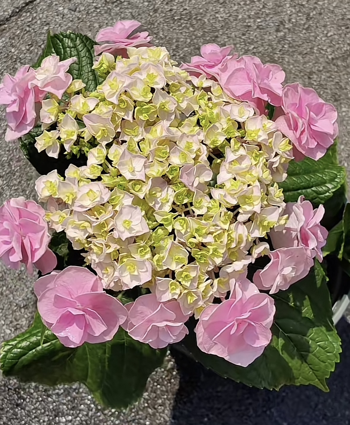 【拾玖】重叠花 洗脸盆大花朵头花绣球 粉色可调色 超大冠幅可地栽