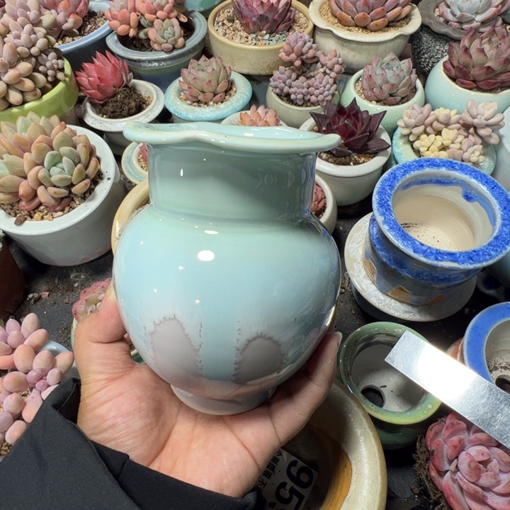 特价花盆满50发货内口8