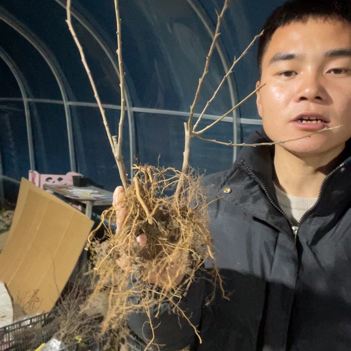 花天女海棠花一颗苗