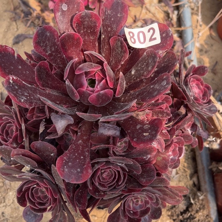 爱神多肉植物802.