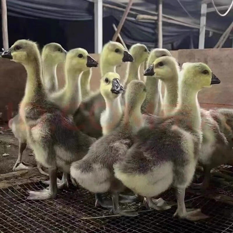 【澄海狮头】鹅苗顺丰包邮散养宠物鸭狮头鹅脱温到家疫苗齐全好养活
