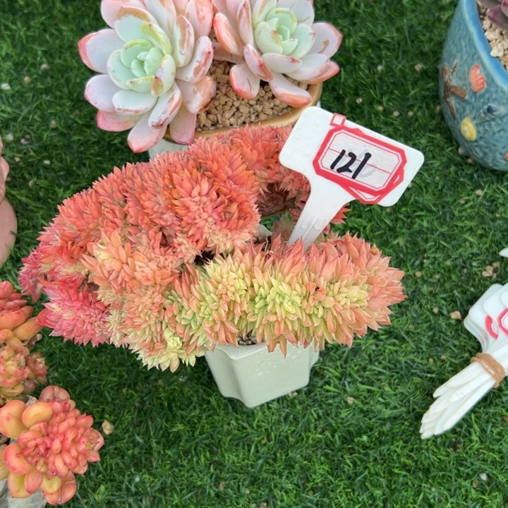 杜***！A121三色堇缀化一物一拍49