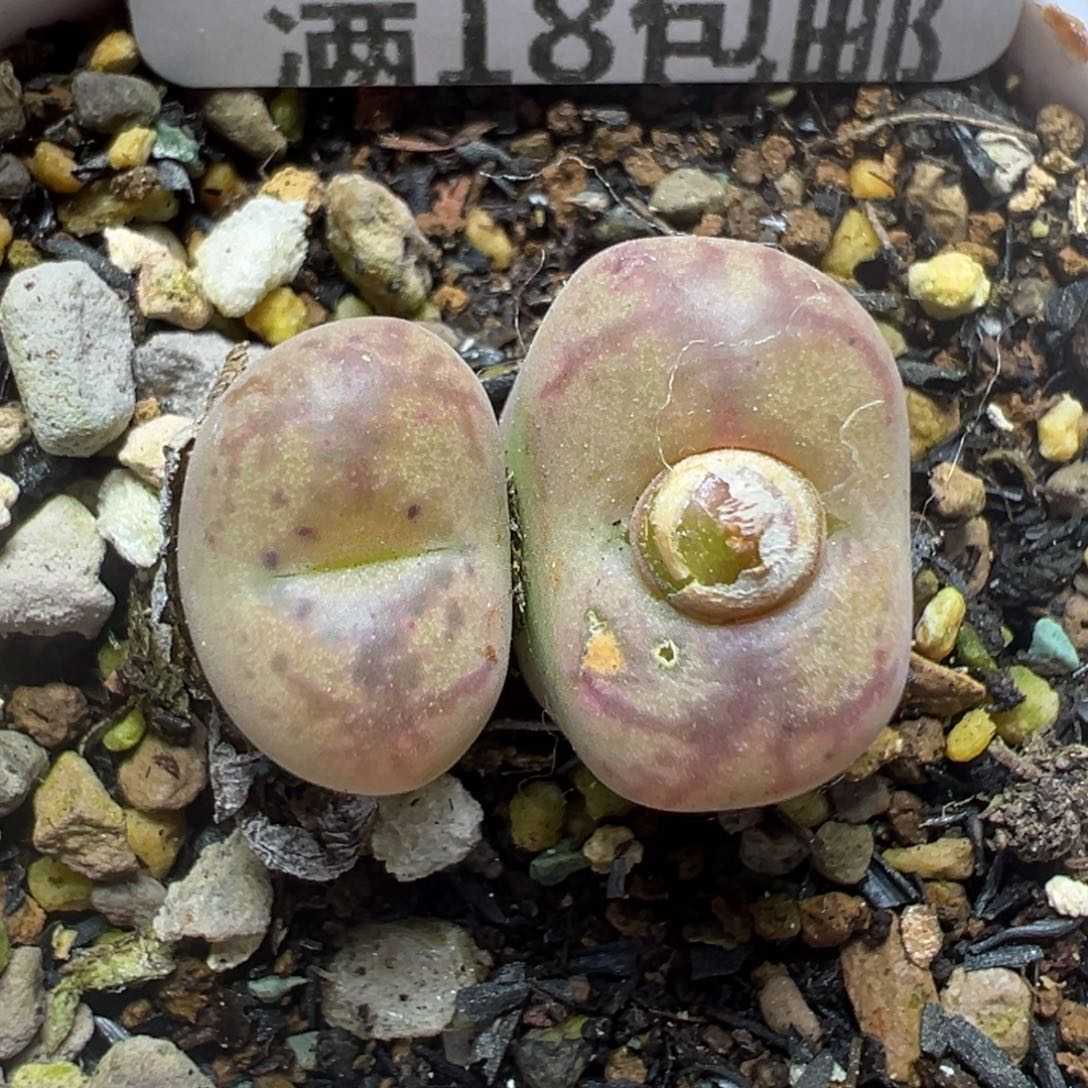 【闪购商品】167……