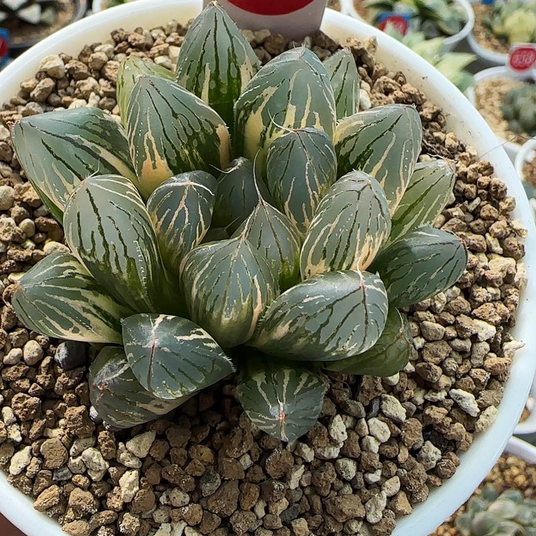 661号胭脂玉露锦5.5左右一物一拍带盆土