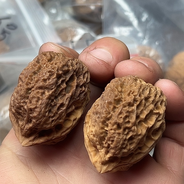 核桃41号花彩珊瑚蟾40尺