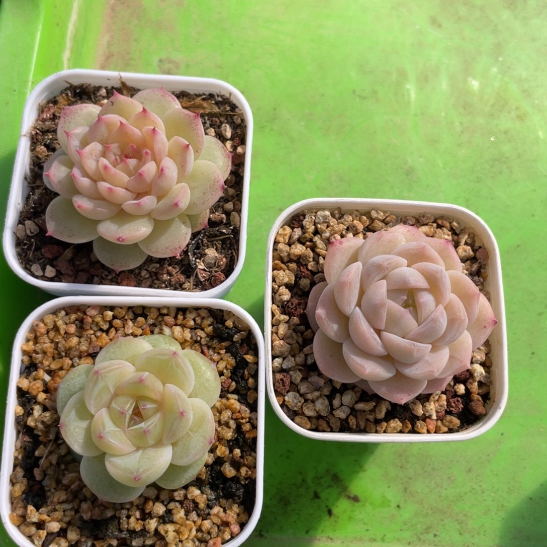 ***Z1354专拍（3棵）优选珍妮