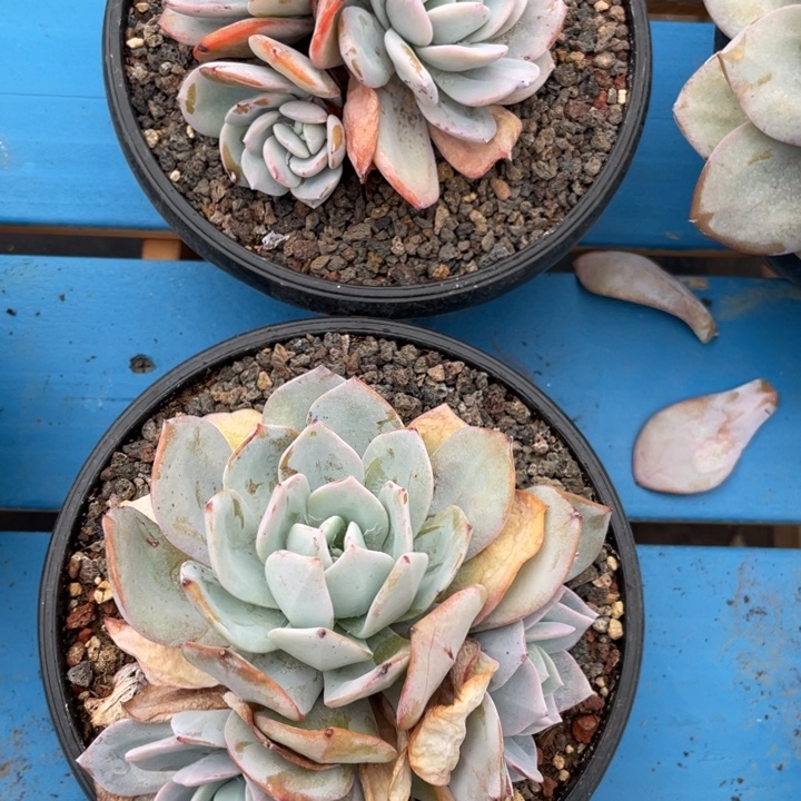 2颗韩版奶茶，拍1发2，包正版