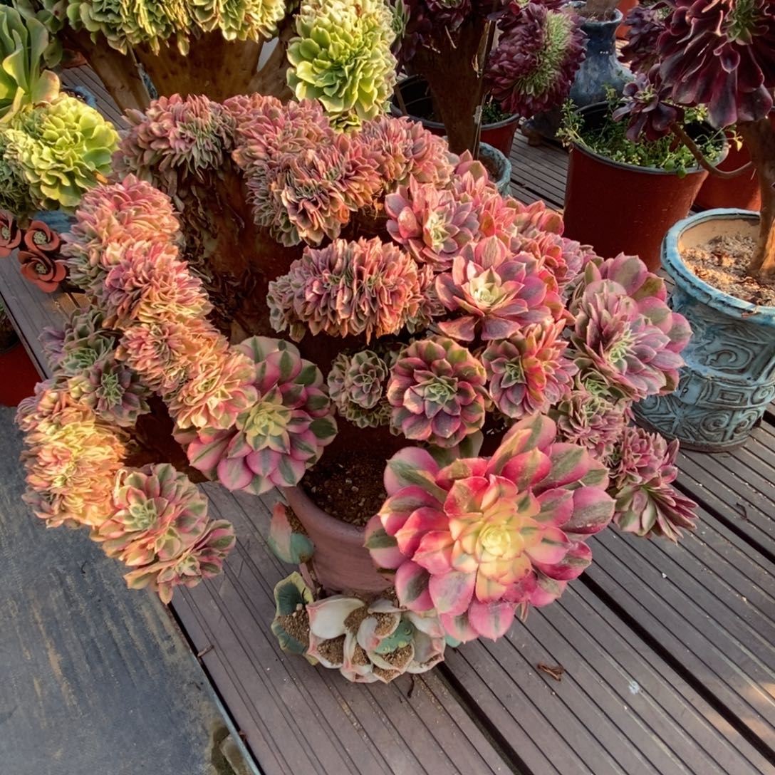 无花朵倾城朵朵缀