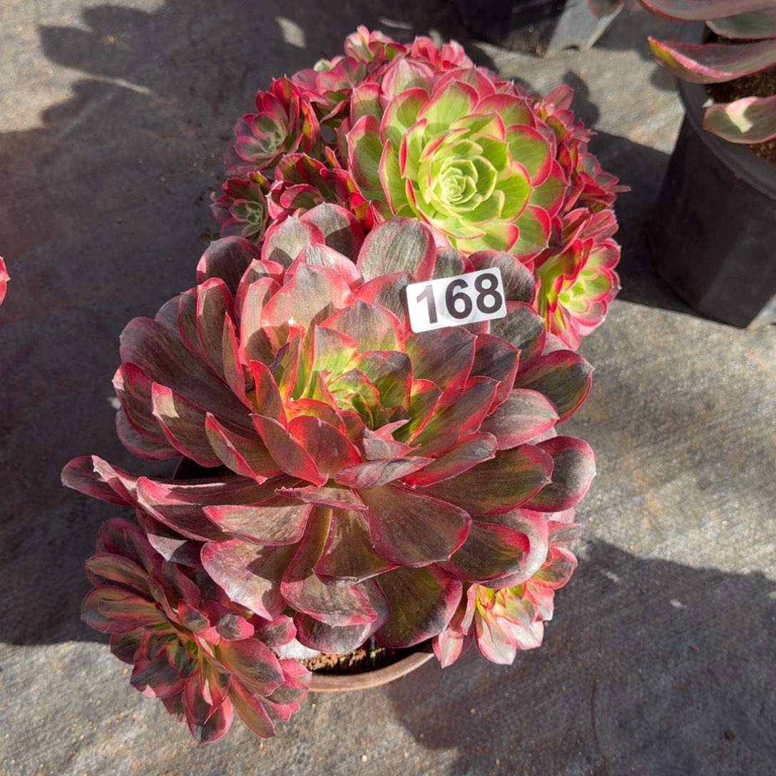 168多肉植物两颗一组