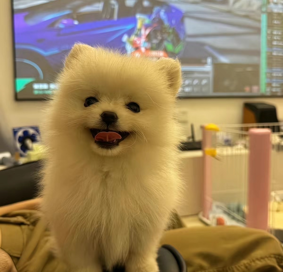 ⟪铭扬犬舍⟫家庭宠物狗活体幼犬家有萌宠可爱伴侣犬小茶杯犬小博美