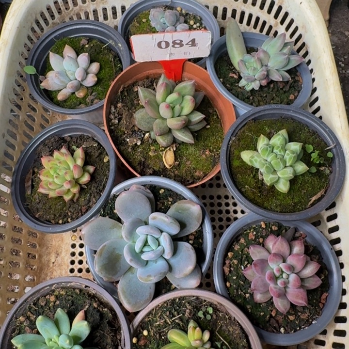 084多肉植物一物一拍