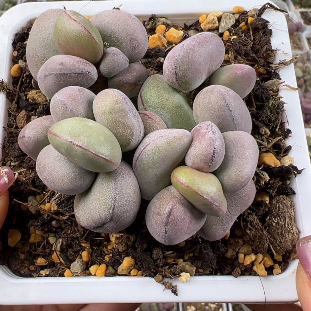 球球紫蛋多肉植物多头纯木质桩