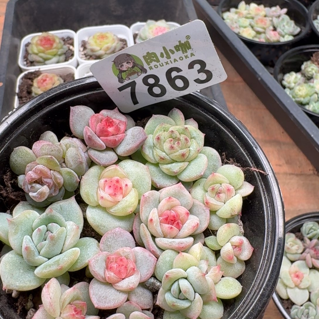 多肉植物多肉植物