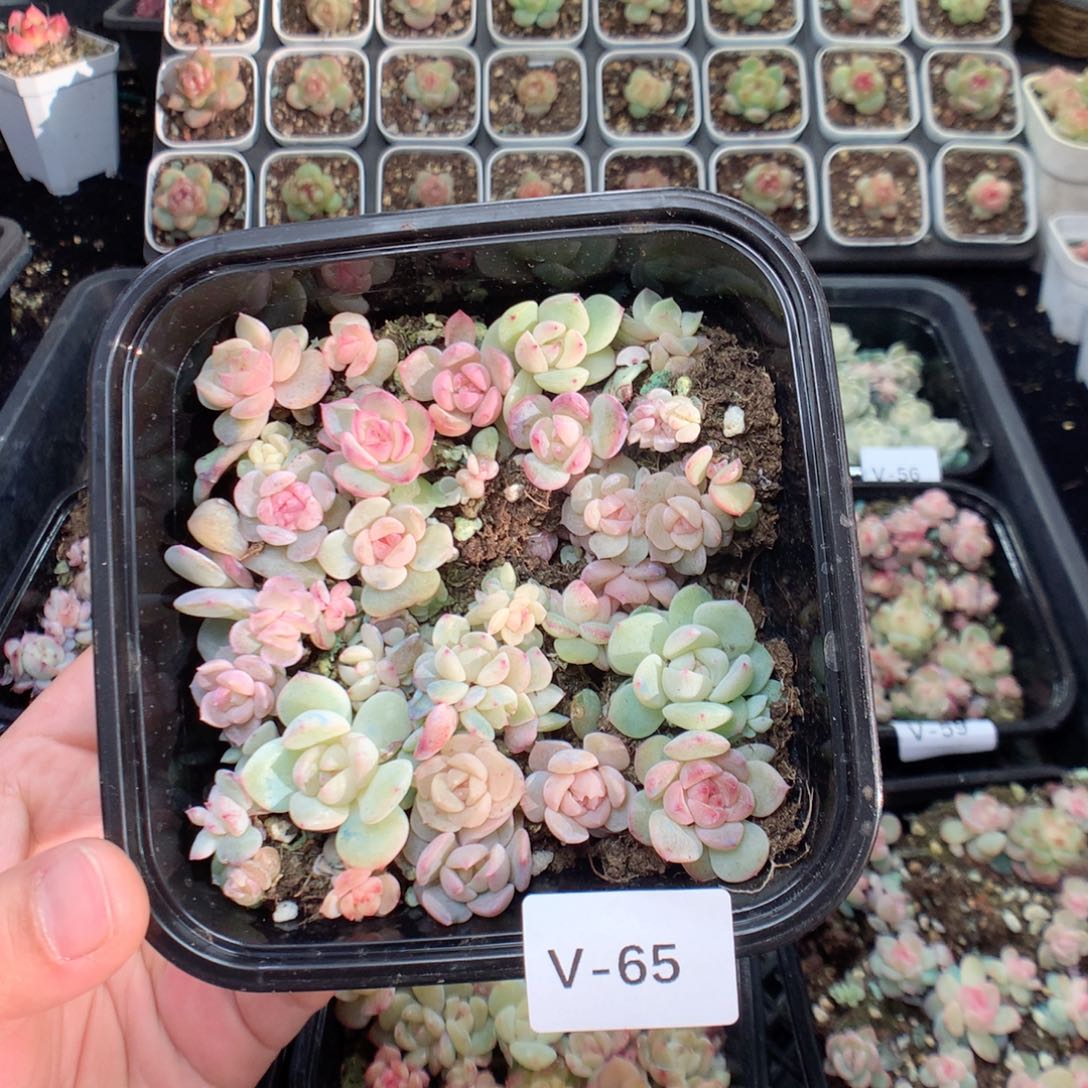 无花朵V65英语单词