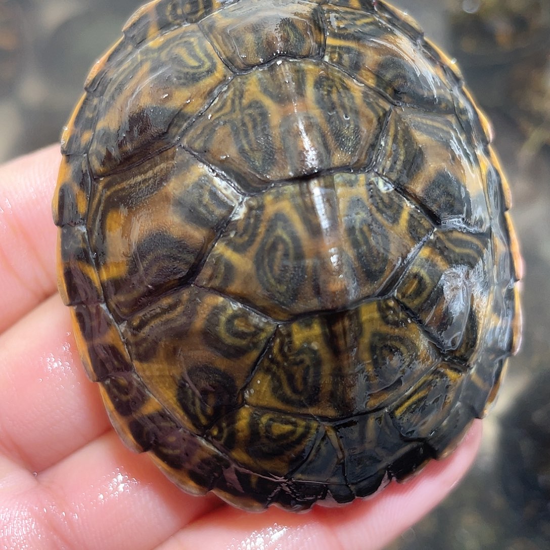 宠物龟不分公母火焰