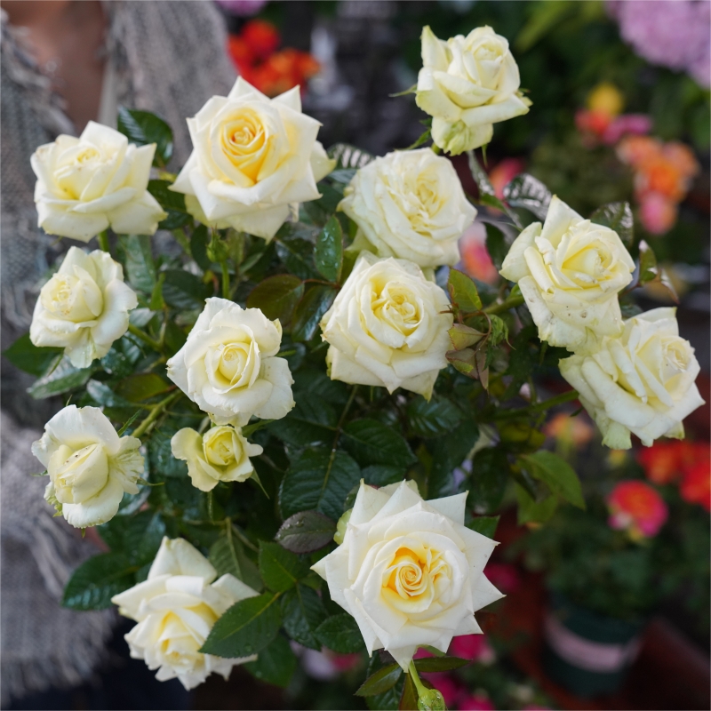 【苹果绿】奶绿色大花切花月季耐热耐寒新手室内外好养多季开花玫瑰