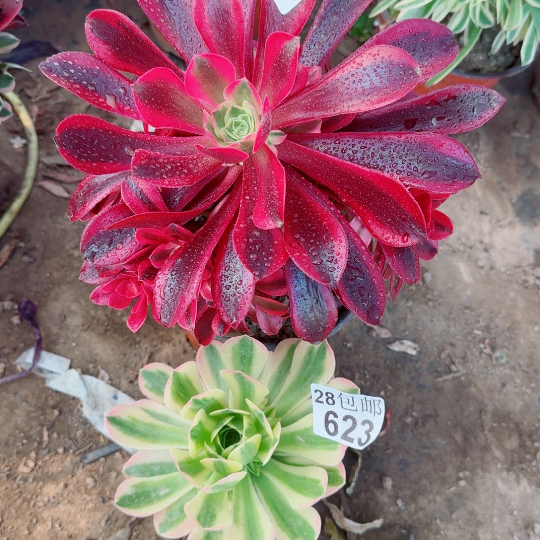多肉622+623满20包邮断枝不包