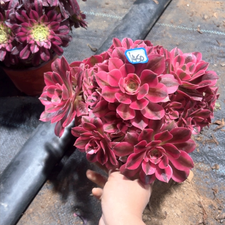 粉女巫有砍朵1450