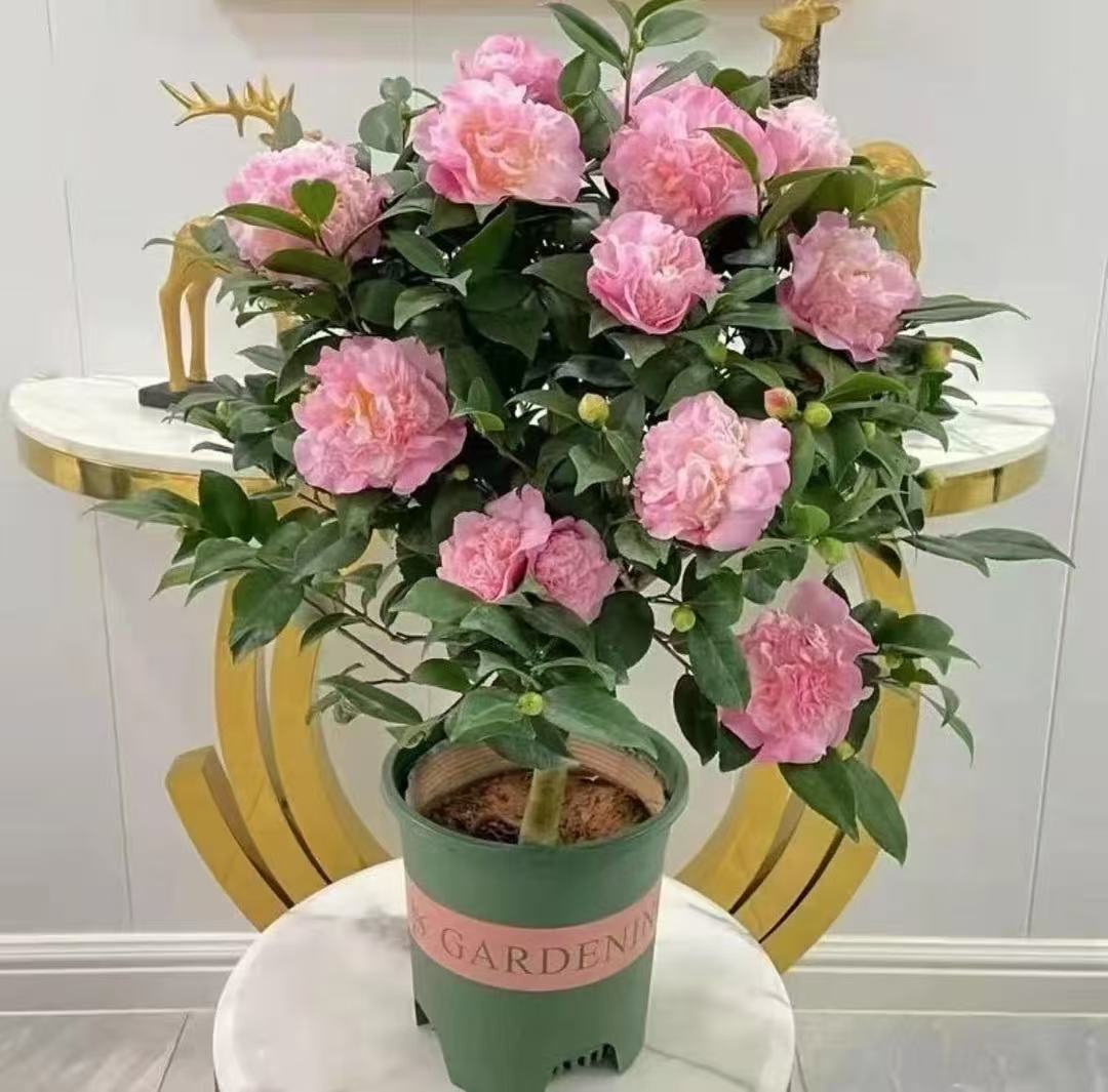 【李先生】香妃茶花~带花苞浓香型盆栽好养易活可室内外种植